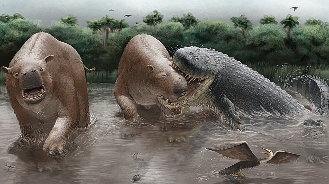 Una ilustración científica muestra dos mamíferos semejantes a hipopótamos en el agua junto a un cocodrilo gigante de color gris oscuro en un río, con vegetación tropical y palmeras de fondo.