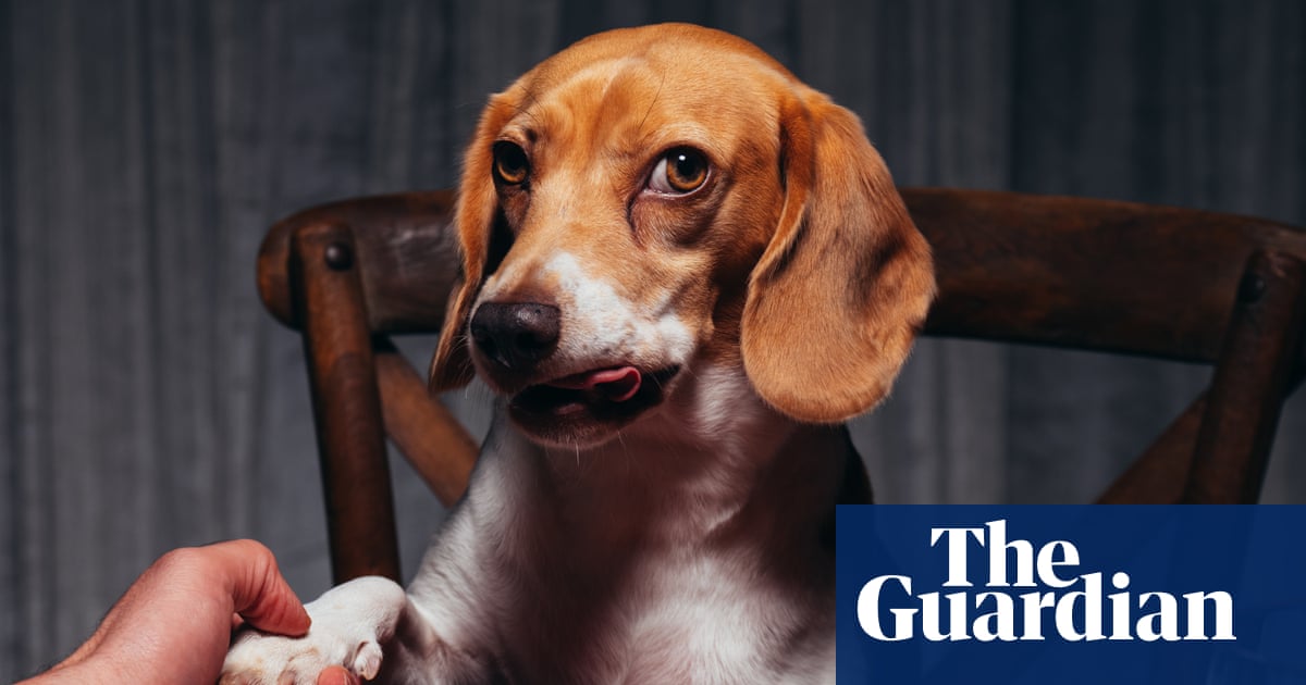 A beagle with reddish-brown and white fur sits in a wooden chair, looking directly at the camera with tongue slightly out, while a human hand reaches toward its paw.