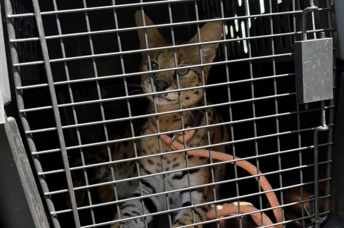 An African serval with brown and black spots looks through the bars of a metal cage.