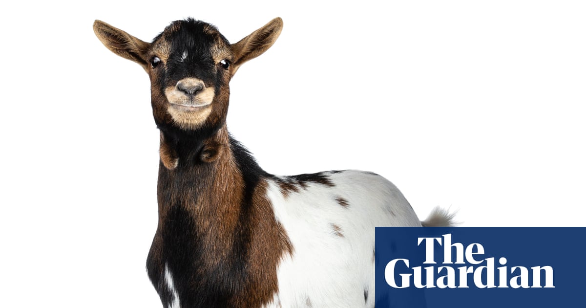 A brown and white goat with black markings and upright ears faces directly toward the camera against a white background.