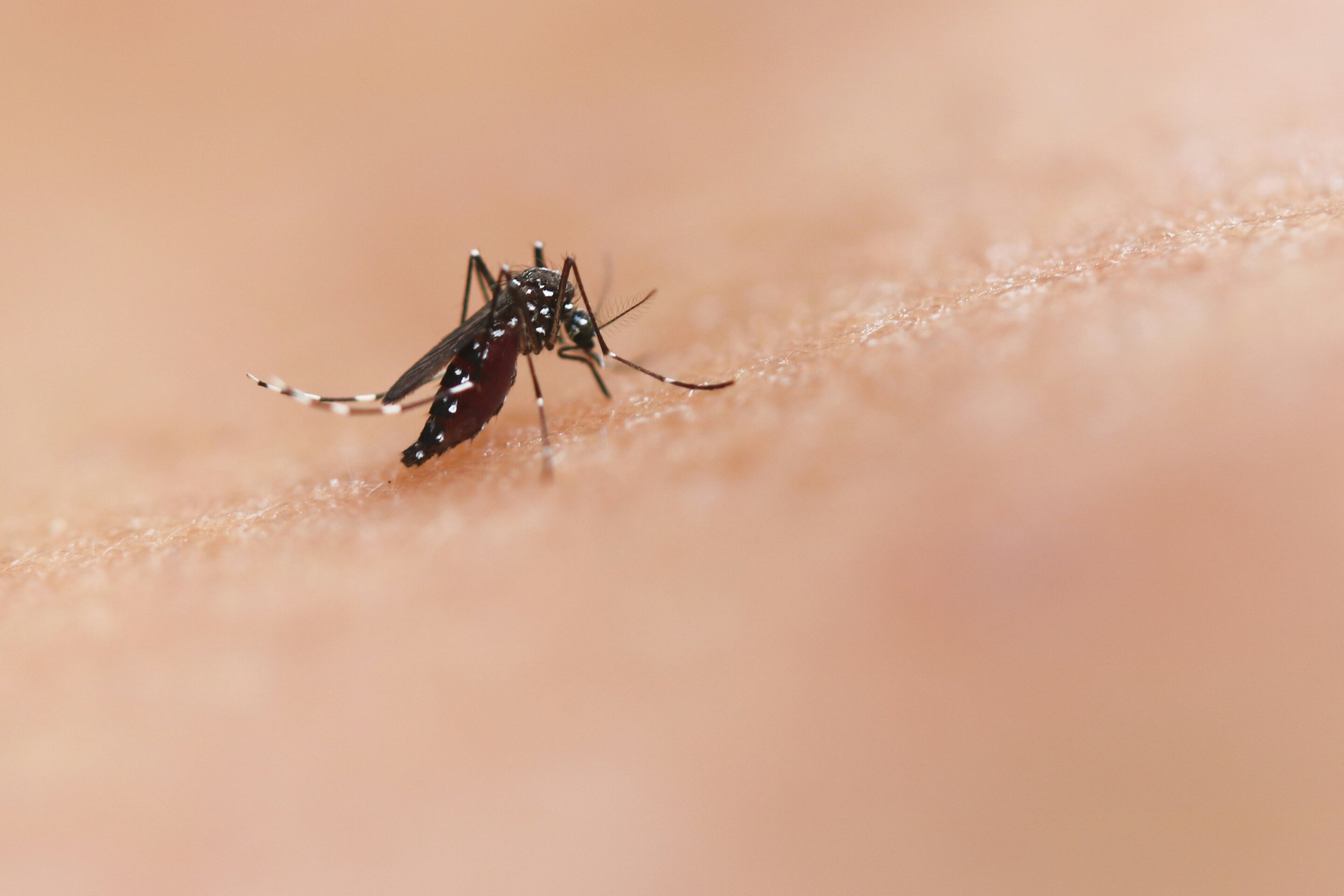 A mosquito with white and black stripes on its wings and dark body on human skin.