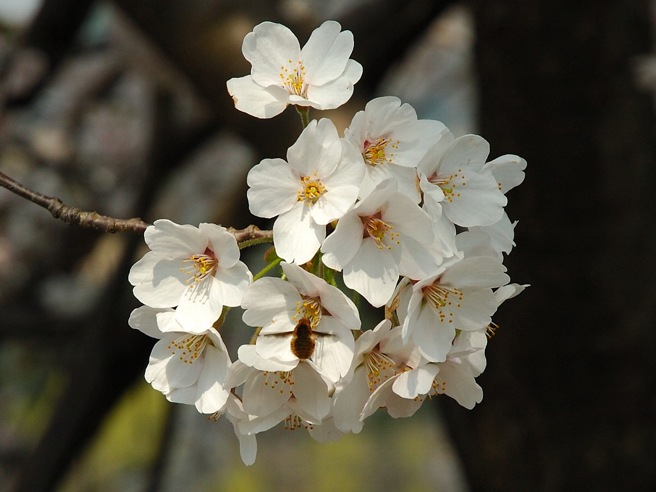 Cluster of delicate white flowers with golden stamens blooming on a brown branch against a blurred background.