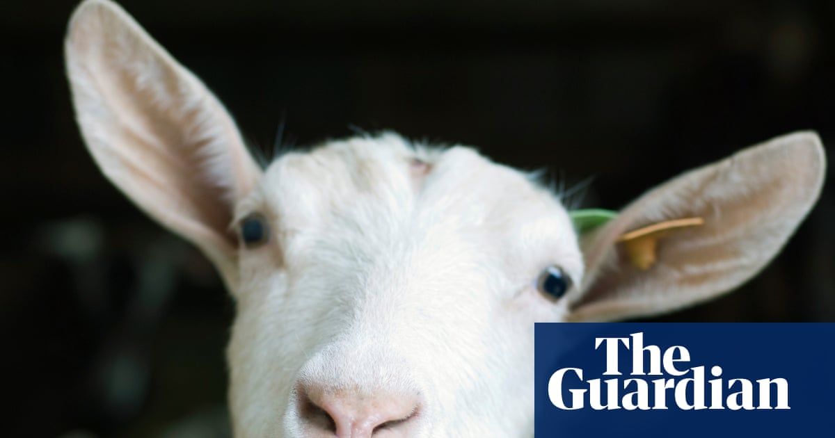 Close-up portrait of a white goat with tan-colored ears against a dark background, looking directly at the camera.