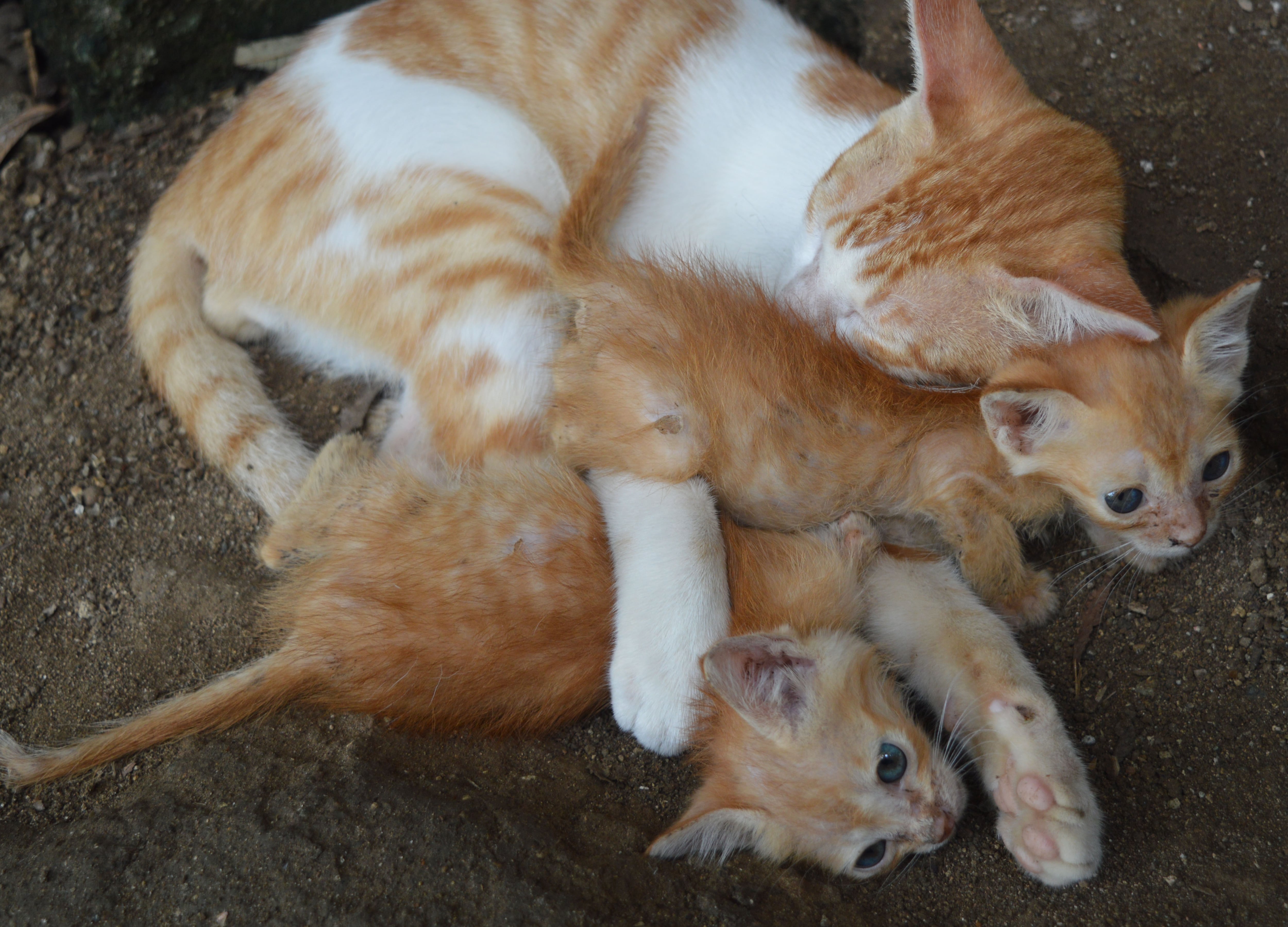 Una gata anaranjada y blanca se tumba en el suelo mientras lame y cuida a sus gatitos anaranjados y blancos.