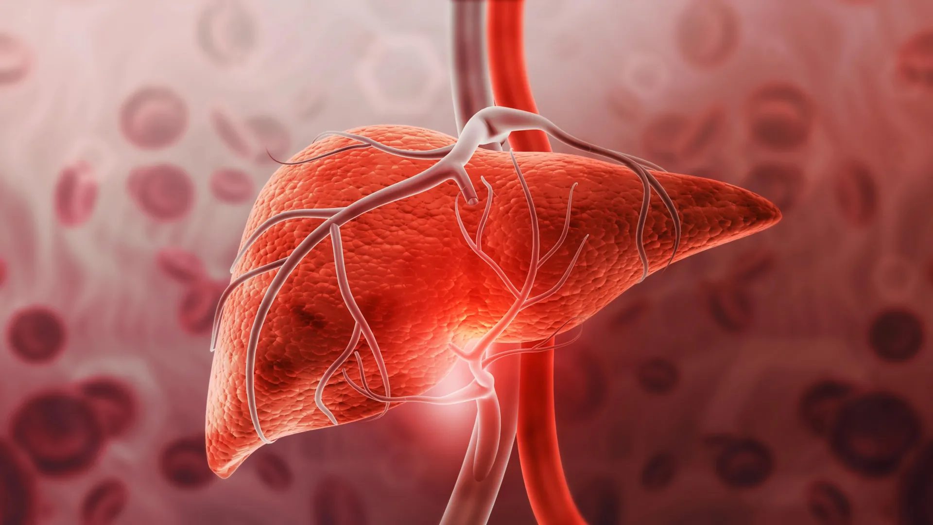 Medical illustration of a red human liver with visible veins and arteries connected to major blood vessels against a blurred cellular background.