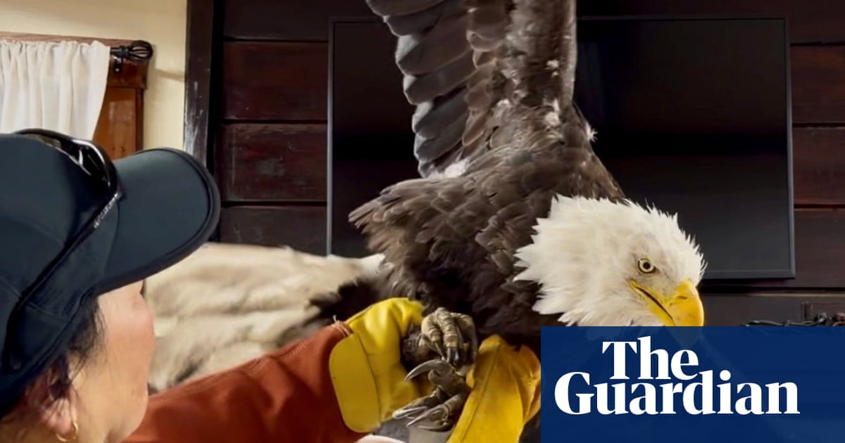 A bald eagle with white head and neck feathers and dark brown body feathers is held by a person wearing yellow gloves and orange/brown sleeves, with a blue sleeve visible on the left side.