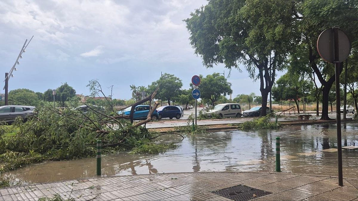 Un parque inundado muestra un árbol caído con raíces expuestas, agua estancada, y varios automóviles aparcados al fondo bajo un cielo nublado.