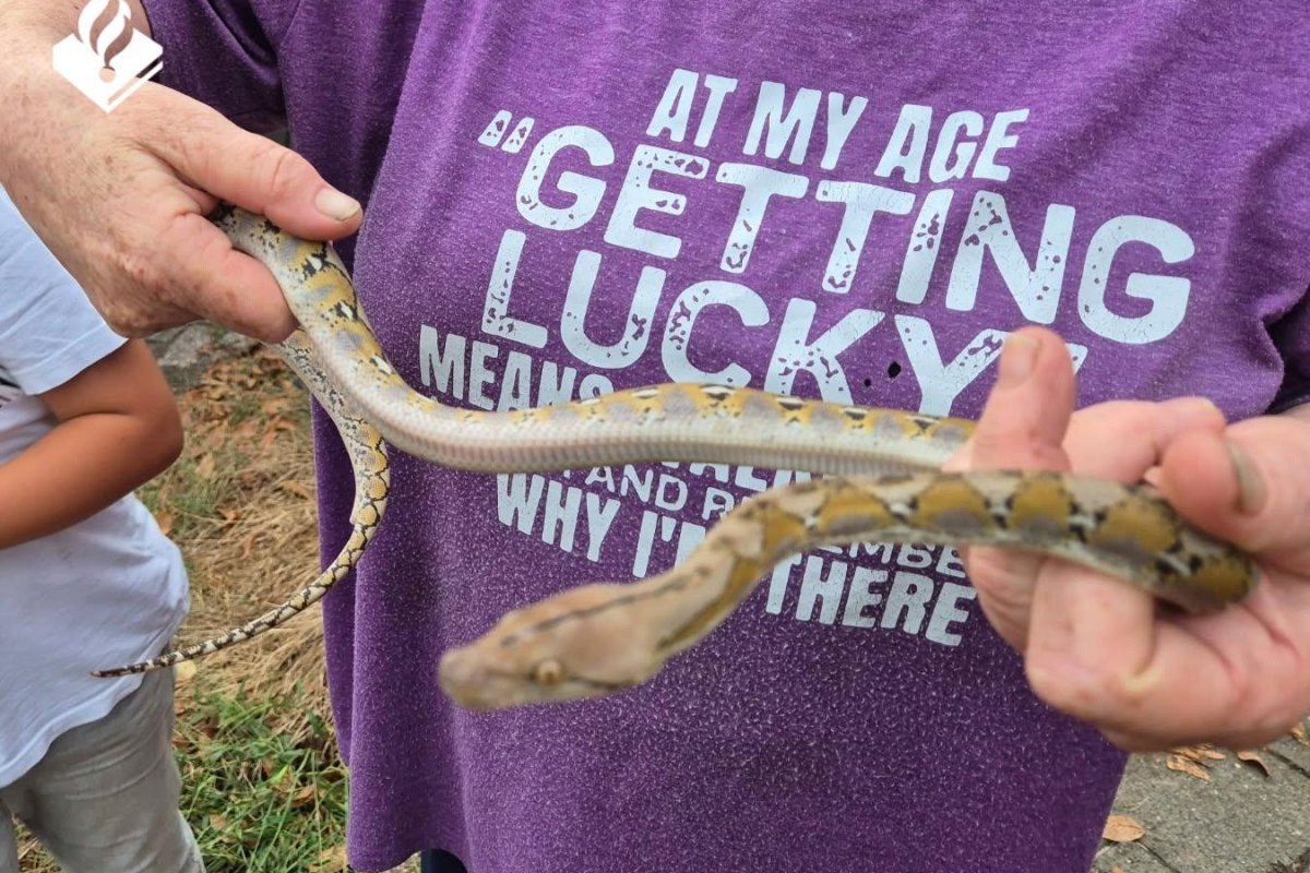 A person holding a brown and gold coloured snake while wearing a purple t-shirt with English text.