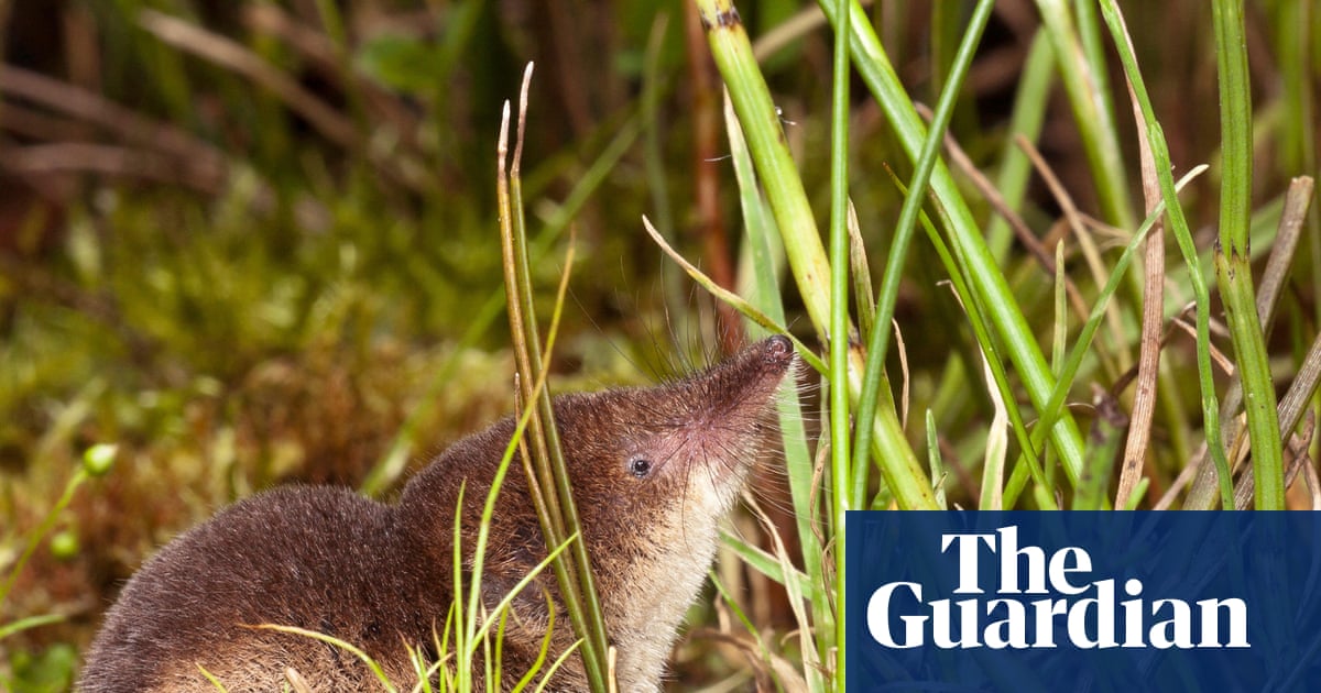 A small brown shrew with a pointed snout peeks through green grass and moss.