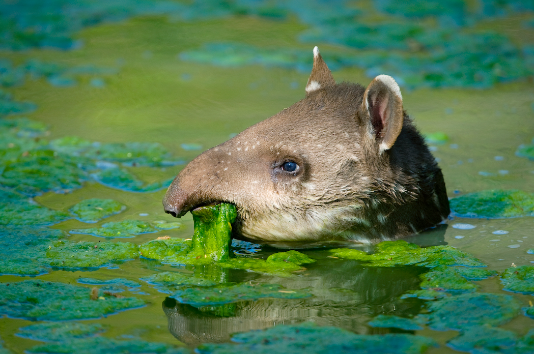 Un tapir comiendo algas verdes en una laguna poco profunda cubierta de plantas acuáticas.