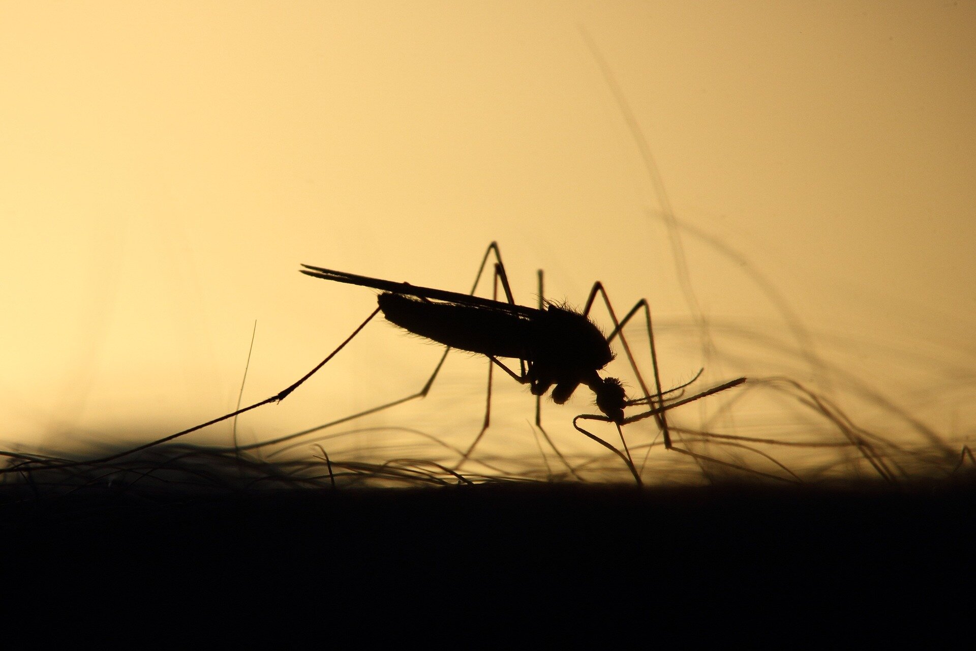 Silueta de un mosquito contra un fondo amarillo iluminado por la luz trasera, mostrando sus largas patas, cuerpo alargado y probóscide característica.