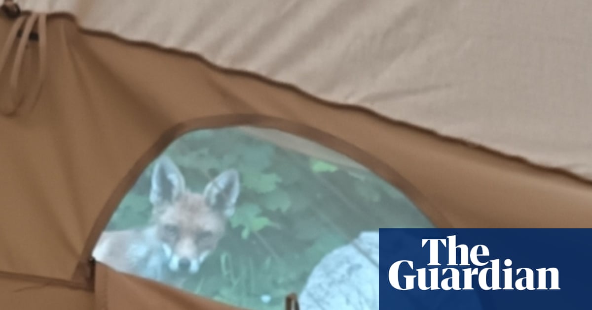 A fox's face appears through the opening of a tent window, looking directly at the camera with greenery and water visible in the background.